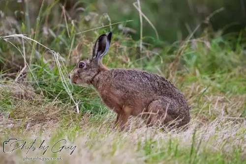 7 Aug 2024 : Brown Hare, West Cumbria