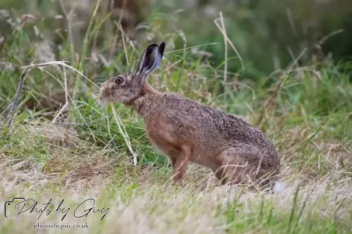 7 Aug 2024 : Brown Hare, West Cumbria