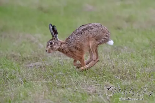 7 Aug 2024 : Brown Hare, West Cumbria