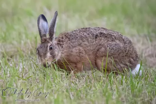 7 Aug 2024 : Brown Hare, West Cumbria