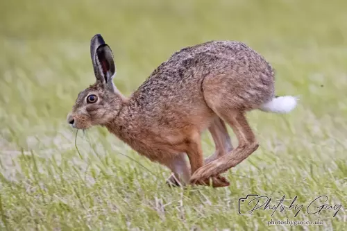 7 Aug 2024 : Brown Hare, West Cumbria