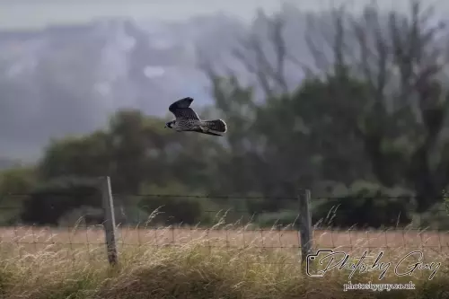 9 August 2024 : West Cumbria Peregrine Falcon