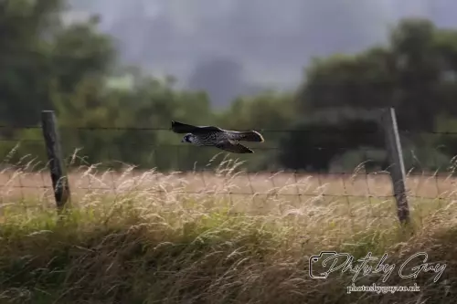 9 August 2024 : West Cumbria Peregrine Falcon