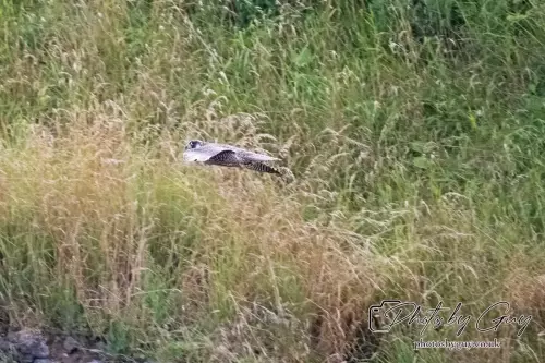 9 August 2024 : West Cumbria Peregrine Falcon