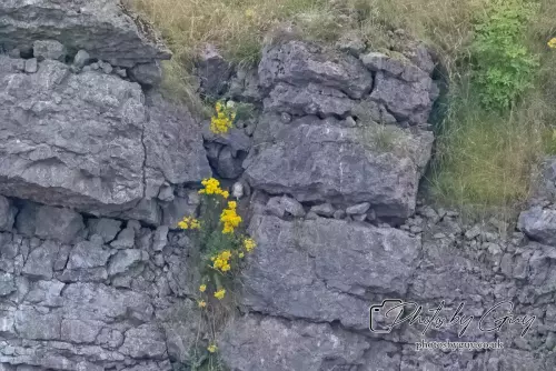 9 August 2024 : West Cumbria barn owl chicks in the nest