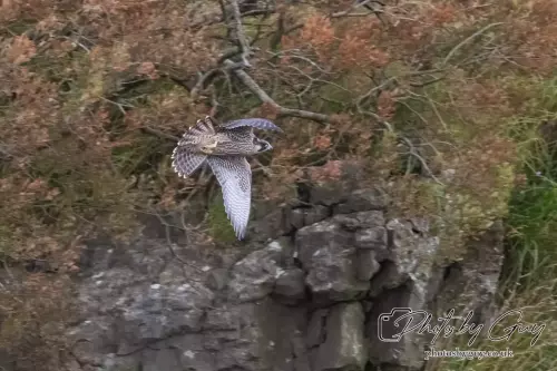 Peregrine Falcon