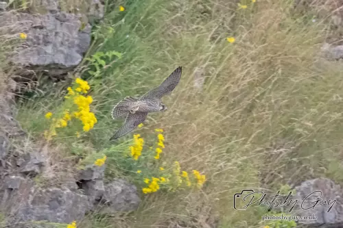 11 August 2024 : Peregrine Falcon West Cumbria