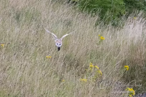 11 August 2024 : Barn Owl West Cumbria
