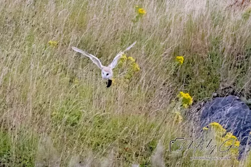 11 August 2024 : Barn Owl West Cumbria