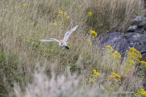 11 August 2024 : Barn Owl West Cumbria
