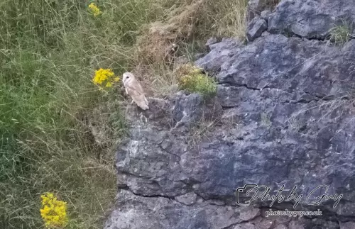 11 August 2024 : Barn Owl West Cumbria