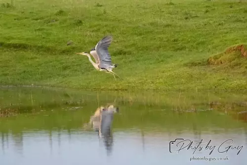 11 August 2024 : Grey Heron West Cumbria