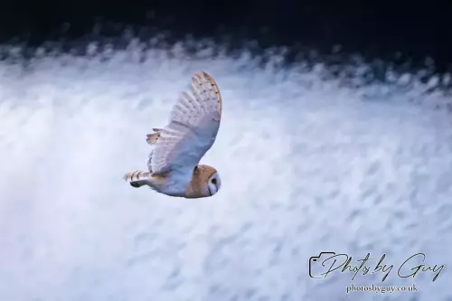 11 August 2024 : Barn Owl West Cumbria