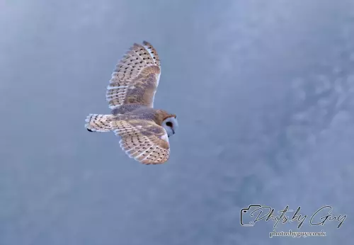 11 August 2024 : Barn Owl West Cumbria