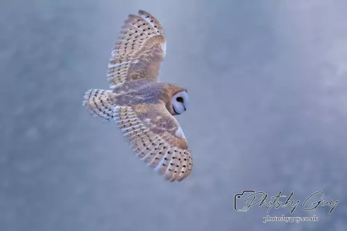11 August 2024 : Barn Owl West Cumbria
