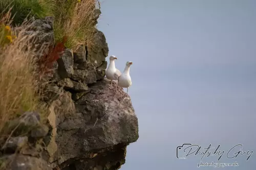 11 August 2024 : Lesser Black Back Gulls, West Cumbria