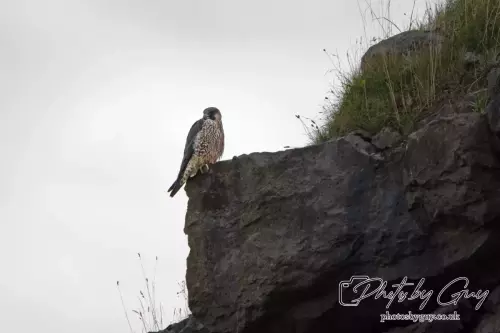 11 August 2024 : Peregrine Falcon West Cumbria