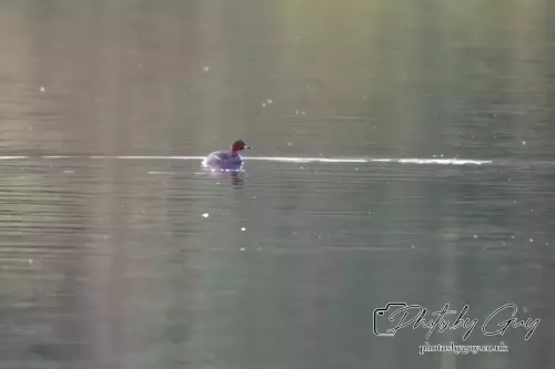 11 August 2024 :Little Grebe ( Dabchick ) West Cumbria