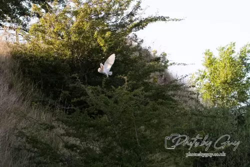 12 August 2024 : Barn Owl West Cumbria