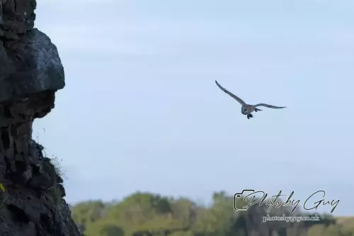 12 August 2024 : Barn Owl West Cumbria