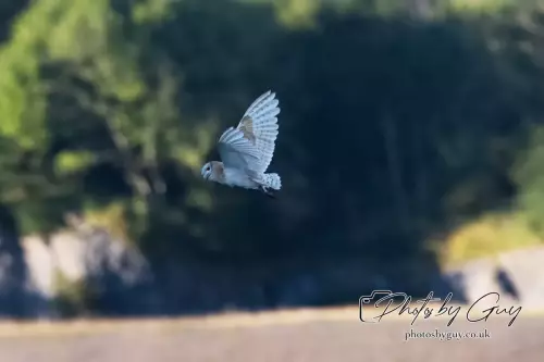 12 August 2024 : Barn Owl West Cumbria