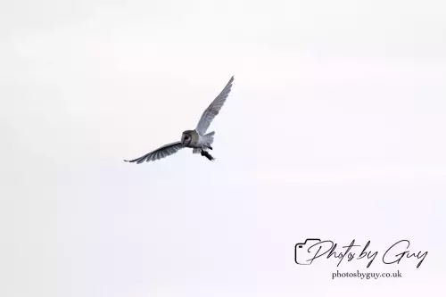 12 August 2024 : Barn Owl West Cumbria
