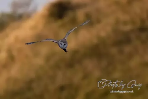 12 August 2024 : Barn Owl West Cumbria