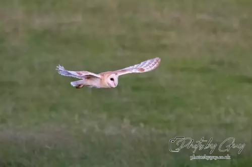 12 August 2024 : Barn Owl West Cumbria