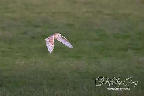 12 August 2024 : Barn Owl West Cumbria