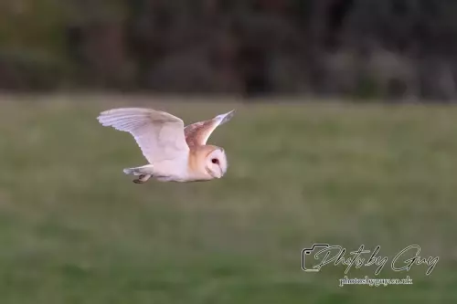 12 August 2024 : Barn Owl West Cumbria