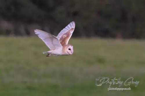 12 August 2024 : Barn Owl West Cumbria