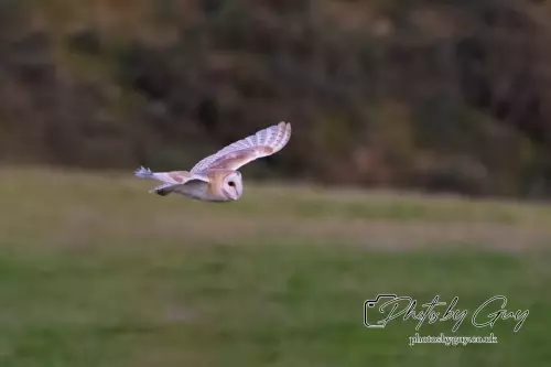12 August 2024 : Barn Owl West Cumbria