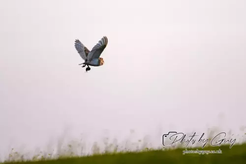 12 August 2024 : Barn Owl West Cumbria