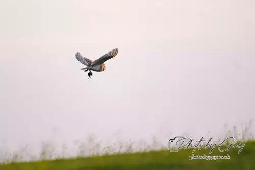 12 August 2024 : Barn Owl West Cumbria