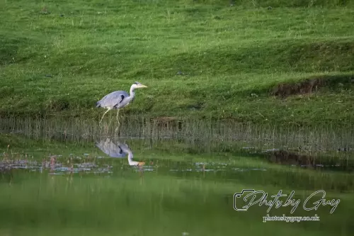 12 August 2024 : Grey Heron , Parkside, West Cumbria