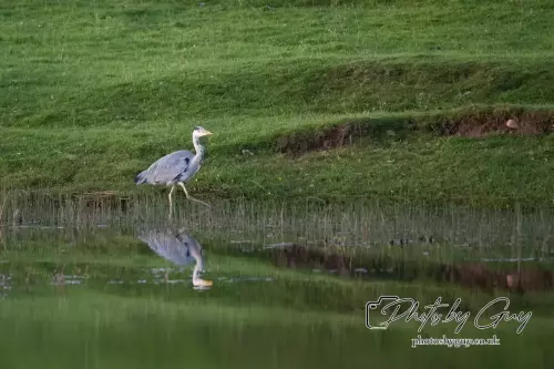 12 August 2024 : Grey Heron, ParksideWest Cumbria