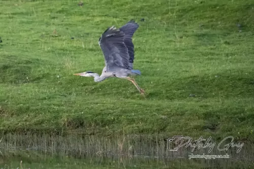 12 August 2024 : Grey Heron, Parkside, West Cumbria