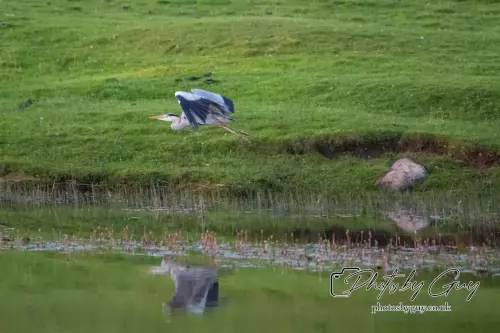 12 August 2024 : Grey Heron, Parkside,West Cumbria