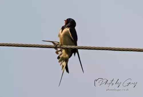 13 August 2024 : Swallow on a wire, Parkside, Cumbria