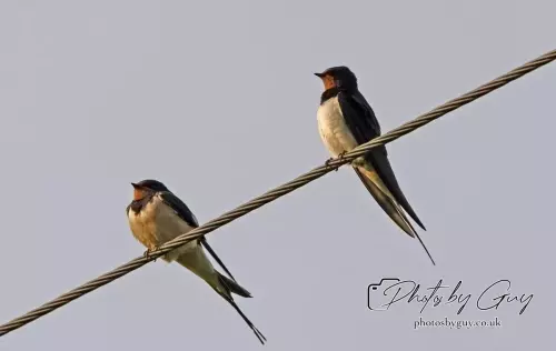 13 August 2024 : Swallow on a wire, Parkside, Cumbria