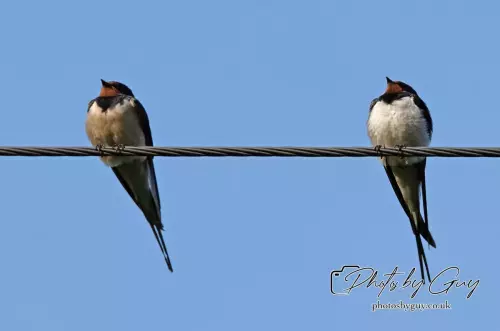 13 August 2024 : Swallow on a wire, Parkside, Cumbria