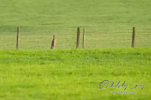 13 August 2024 : Hare : Cumbria