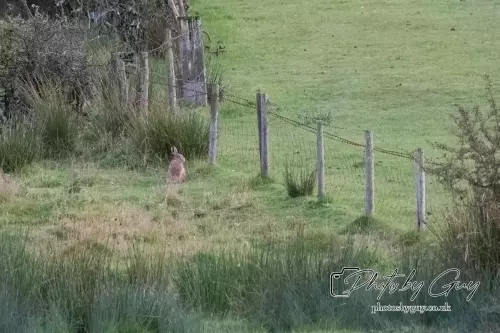 13 August 2024 : Hare : Cumbria