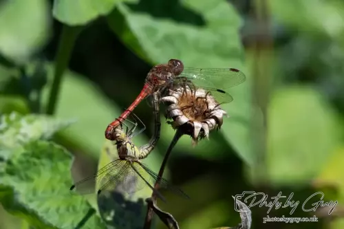 14 August 2024 : Common Darters breeding West Cumbria