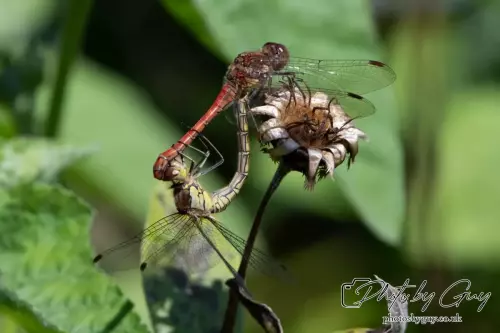 14 August 2024 : Common Darters breeding West Cumbria