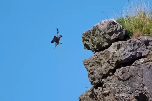 14 August 2024 : Peregrine Falcon West Cumbria