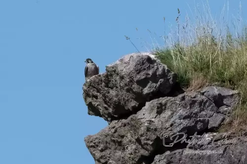 14 August 2024 : Peregrine Falcon West Cumbria