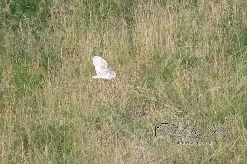 14 August 2024 : Barn Owl West Cumbria
