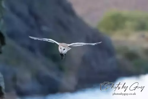 14 August 2024 : Barn Owl West Cumbria