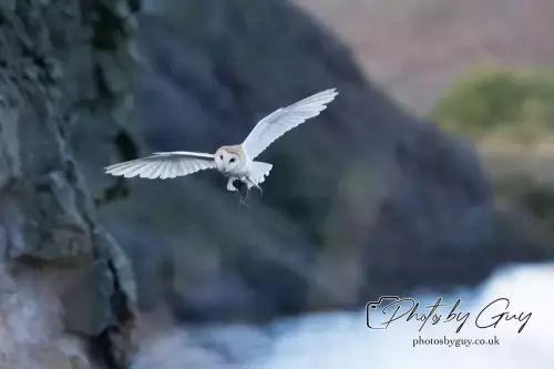 14 August 2024 : Barn Owl West Cumbria